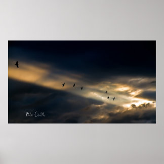 Póster Seven Bird Vision, Bob Orsillo