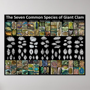 Póster Seven Common Species of Giant Clam Poster (Large)