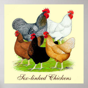 Póster Sex-linked Chickens Quintet
