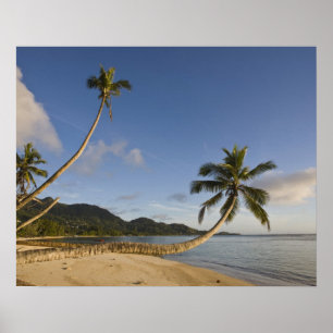 Póster Seychelles, isla de Mahe, palma horizontal,