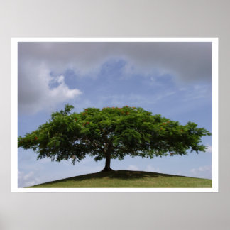 Póster shade