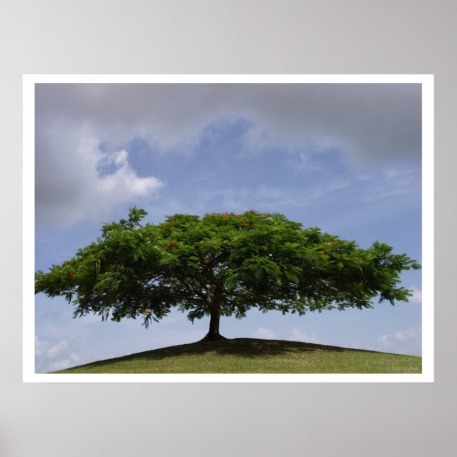 Póster shade (Frente)