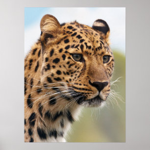 Póster Shaggy Adult Cheetah en el salvaje