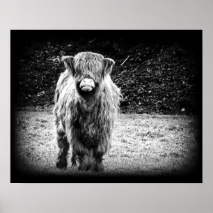 Póster Shaggy Highland Crowne Cow Photo (Blanco y negro)