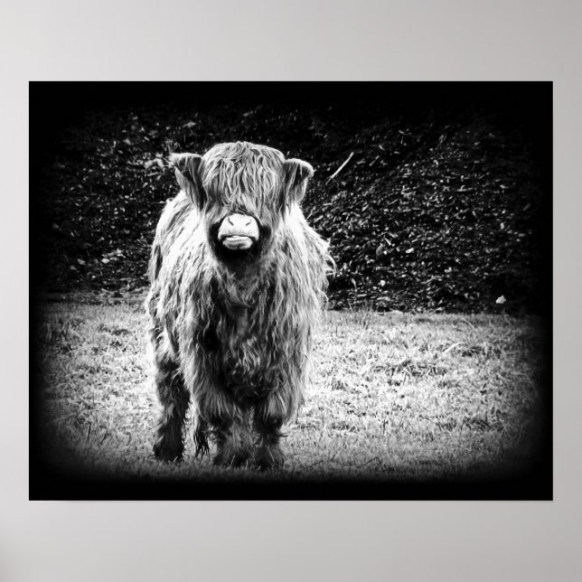 Póster Shaggy Highland Crowne Cow Photo (Blanco y negro) (Frente)
