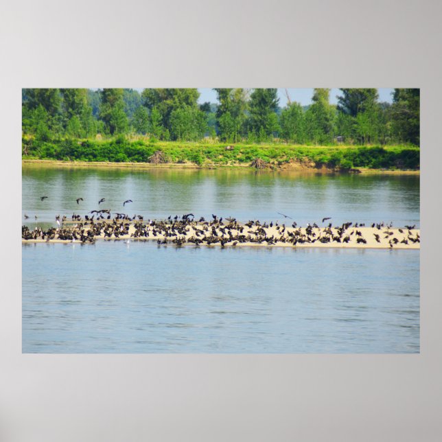 Póster Shags, río Danubio (Frente)