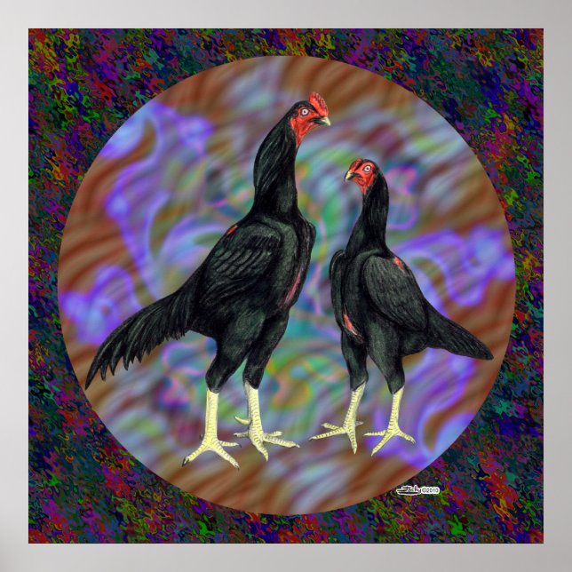 Póster Shamo: Par negro (Frente)