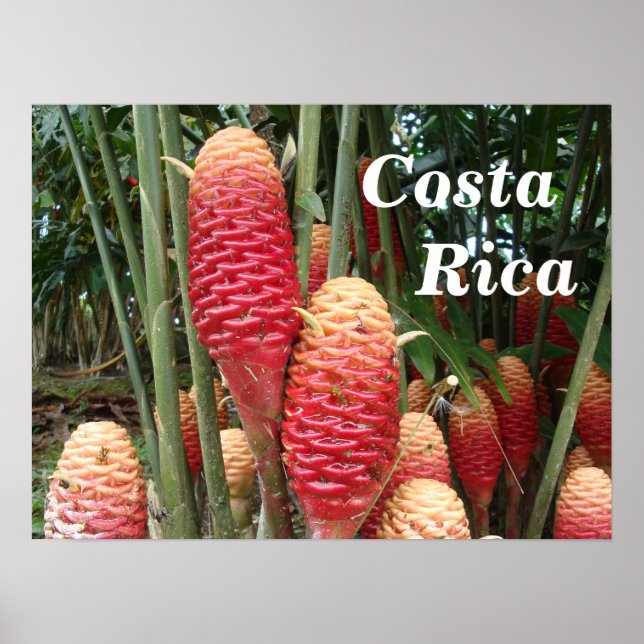 Póster Shampoo Ginger, Costa Rica (Frente)