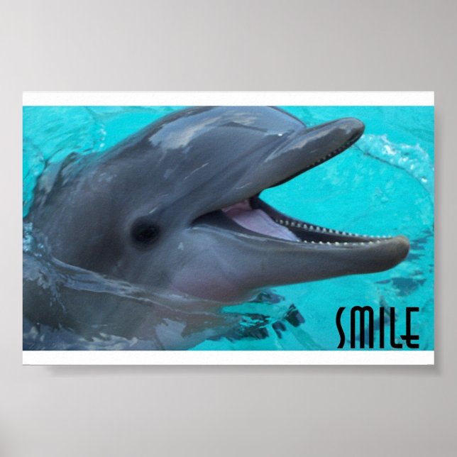 Póster Share a Dolphin's Smile (Frente)