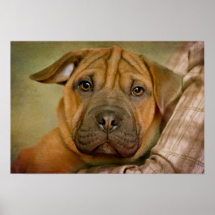 Póster Sharpei-Beagle Puppy