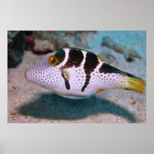 Póster Sharpnose Puffer