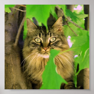 Póster Shasta Cat Tree Climber Print / poster