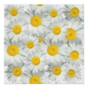 Póster Shasta Daisies