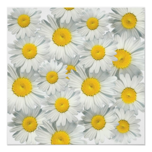Póster Shasta Daisies (Anverso)