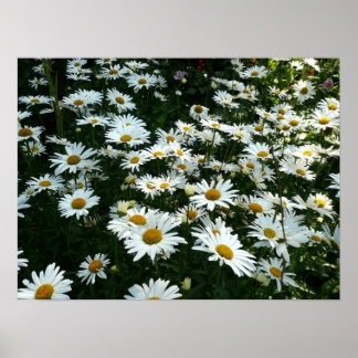 Póster Shasta Daisies