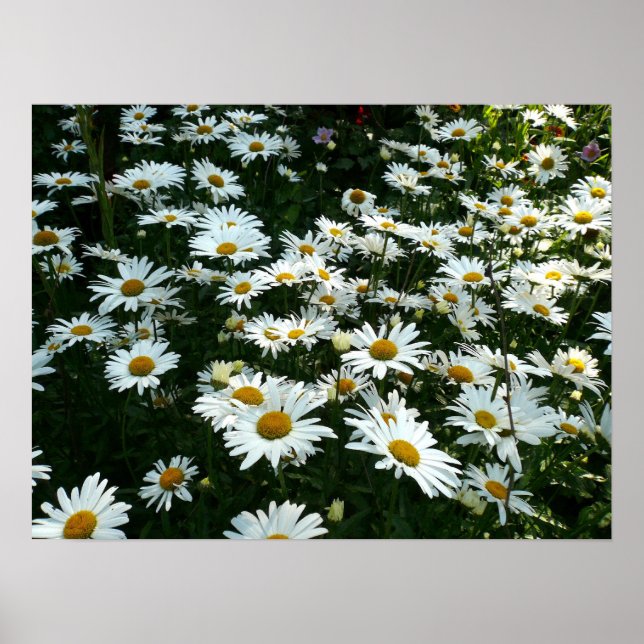 Póster Shasta Daisies (Frente)