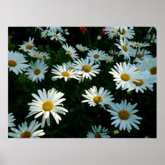 Póster Shasta Daisies II