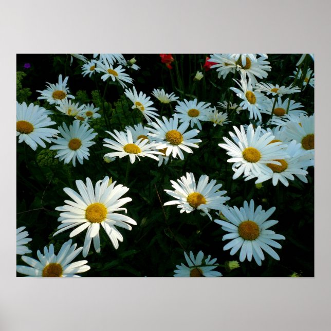 Póster Shasta Daisies II (Frente)