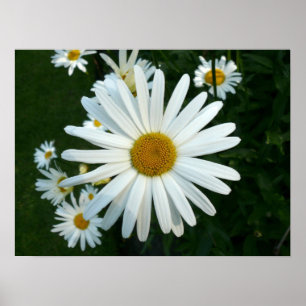 Póster Shasta Daisy