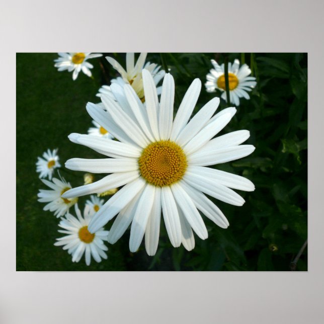 Póster Shasta Daisy (Frente)
