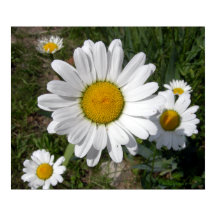 Shasta Daisy (Chrysanthemum máximo)