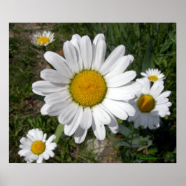Póster Shasta Daisy (Chrysanthemum máximo)
