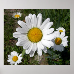 Póster Shasta Daisy (Chrysanthemum máximo)