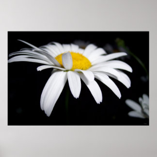 Póster Shasta Daisy Photography