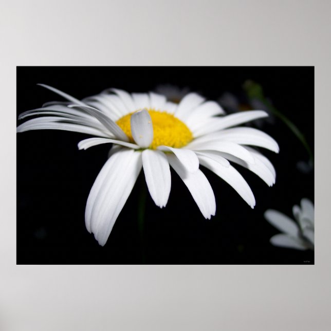 Póster Shasta Daisy Photography (Frente)