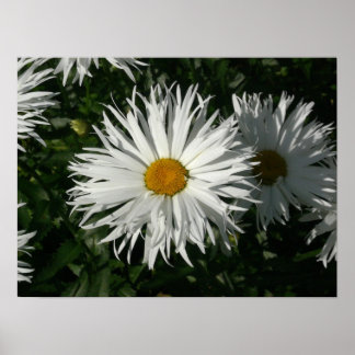 Póster Shasta Daisy Se Volvió Loco.