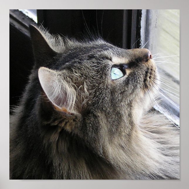 Póster Shasta - Pensamiento (Frente)