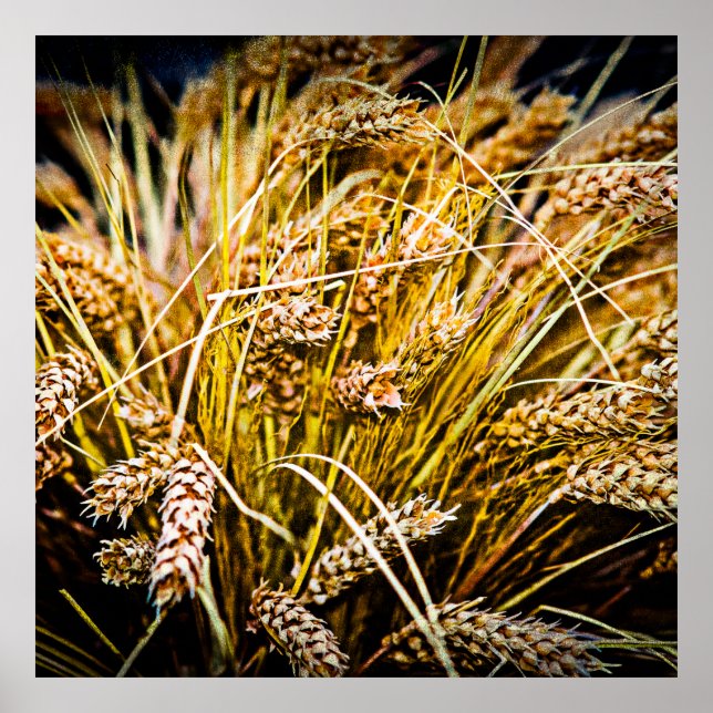 Póster Sheaf Of Wheat - Thank You (Frente)