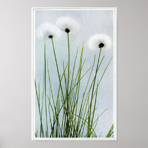 Póster Sheathed Cotton Grass