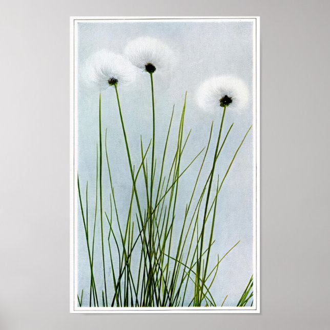 Póster Sheathed Cotton Grass (Frente)