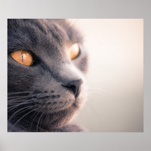 Póster Sheba Cat