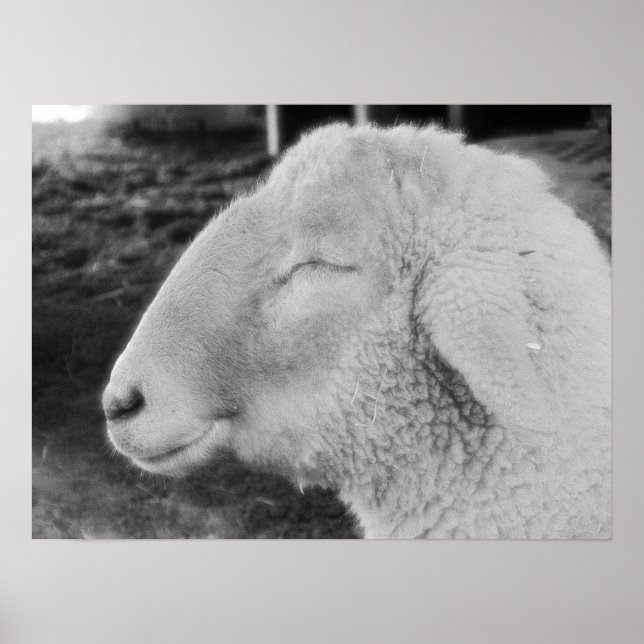 Póster Sheep (Frente)