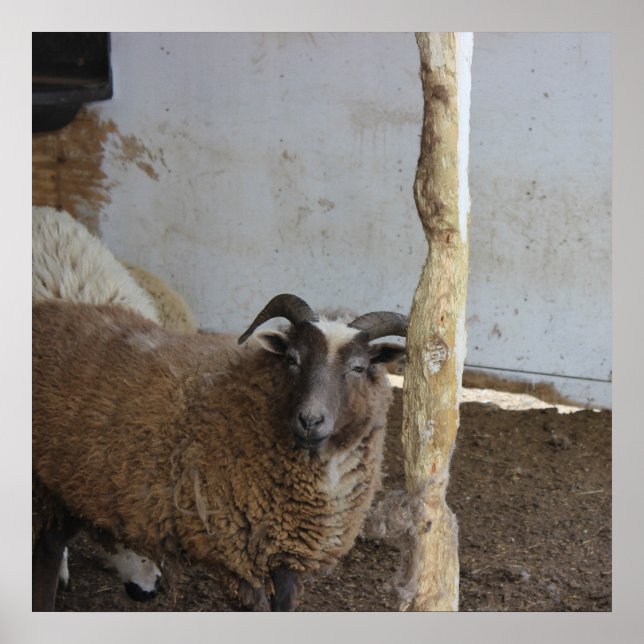 Póster Sheep (Frente)