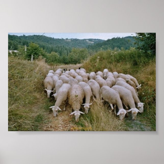 Póster sheep (Frente)