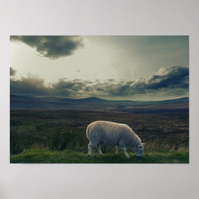 Póster Sheep / Ireland Landscape (Frente)