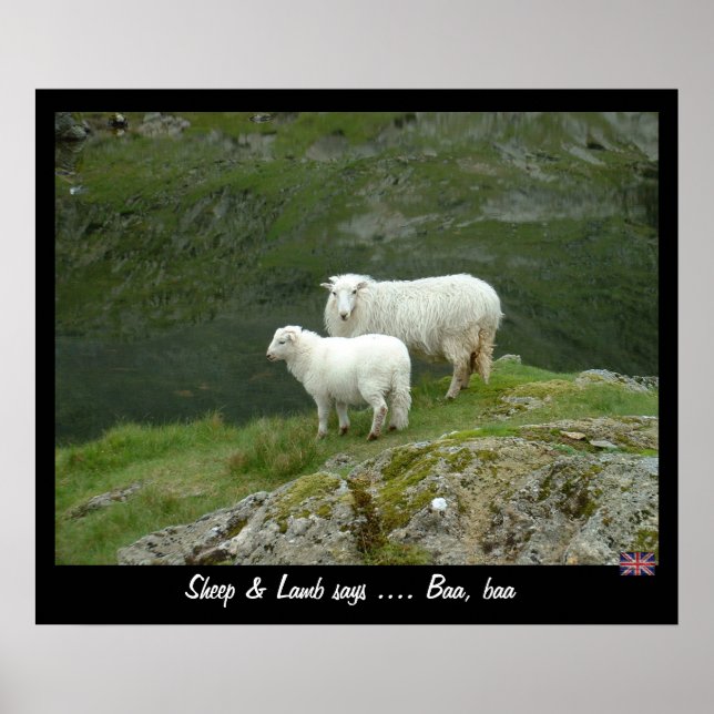 Póster Sheep & Lamb dice Baa, Baa (Poster) (Frente)
