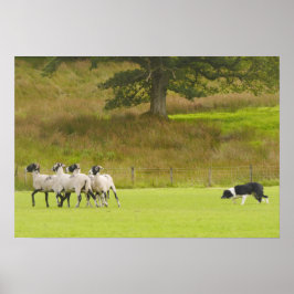 Póster Sheepdog Herding Sheep Poster