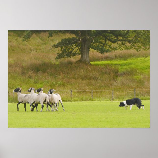 Póster Sheepdog Herding Sheep Poster (Frente)