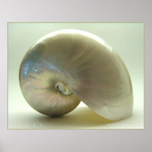 Póster Shell #1