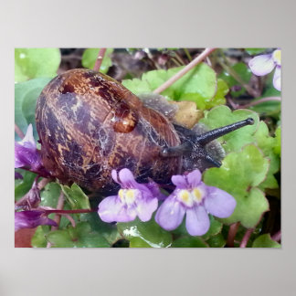 Póster Shell asustado