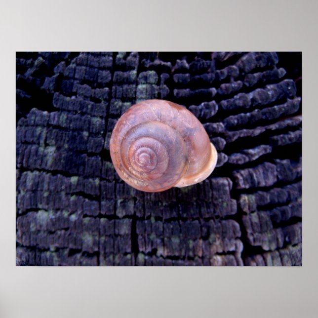 Póster Shell de Snack (Frente)