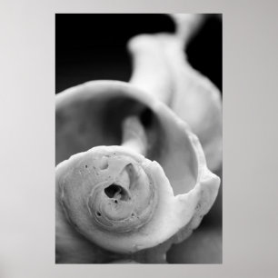 Póster Shell de Weathered