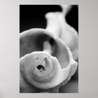Póster Shell de Weathered