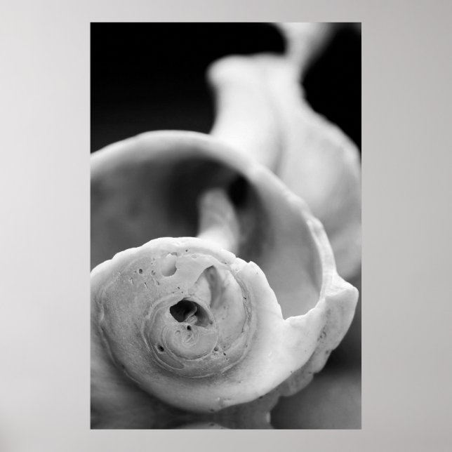 Póster Shell de Weathered (Frente)