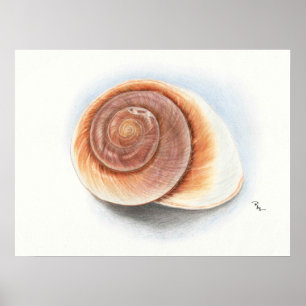 Póster Shell Print