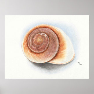 Póster Shell Print